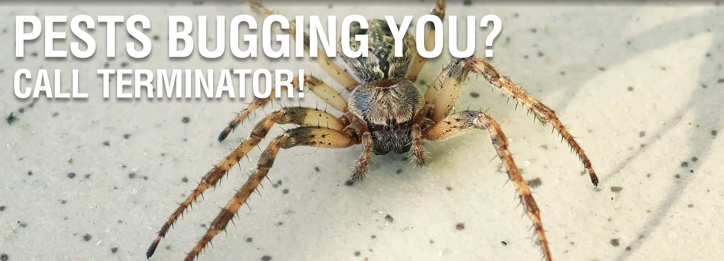 Pests bugging you?