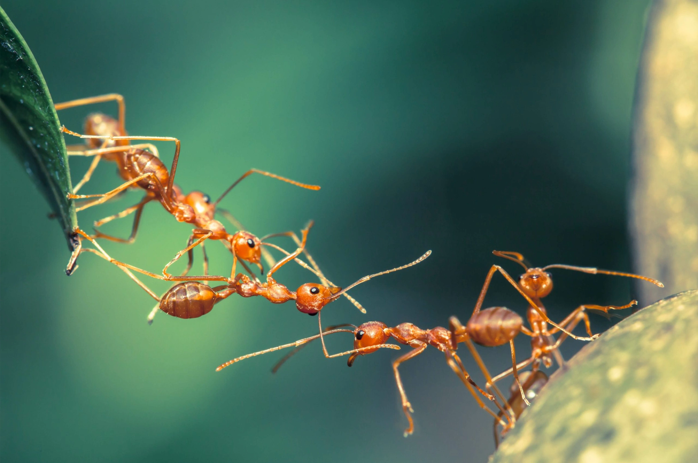 waunakee pest control services
