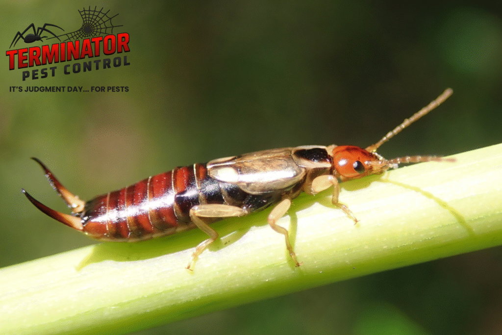 earwig