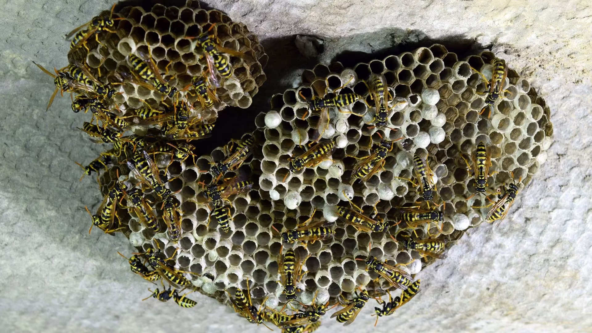 pest control in Waunakee WI