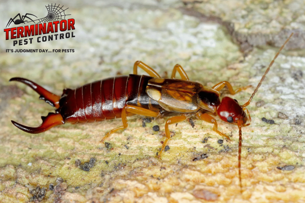 earwig