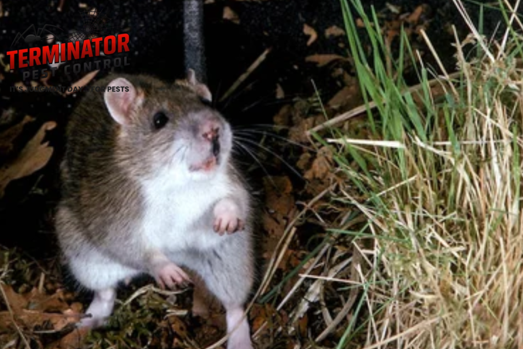rodent