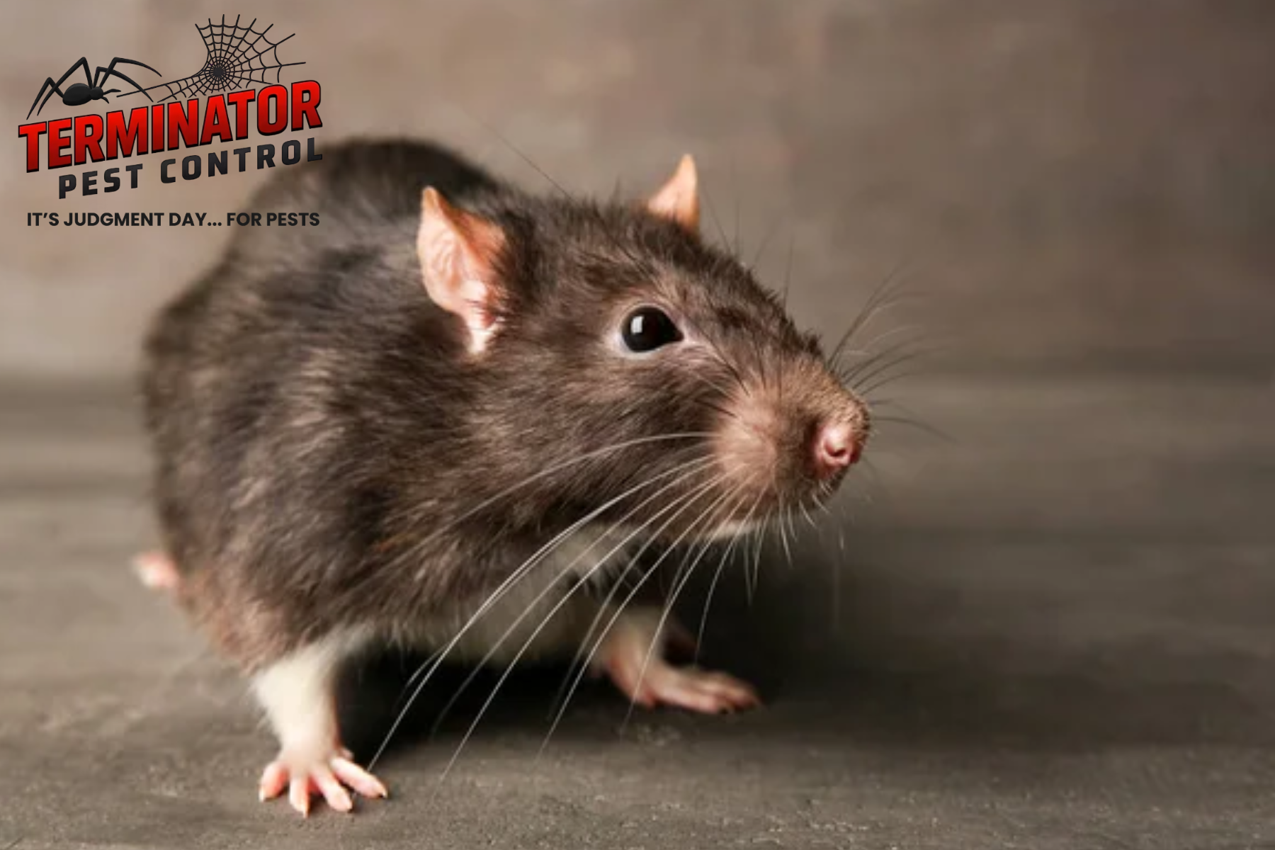 Why Mice Are Attracted To Your Basement
