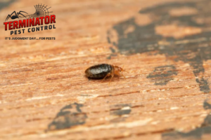 bed bug