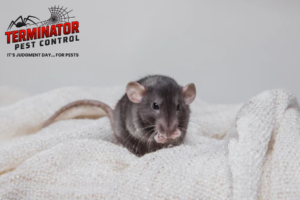 rat