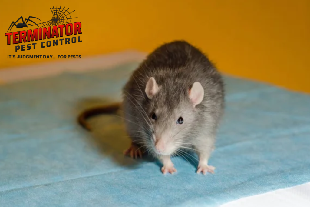 rat