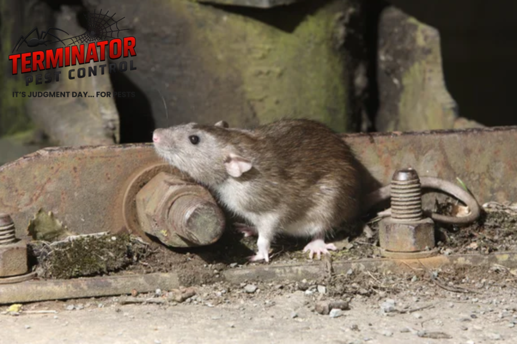 rodent