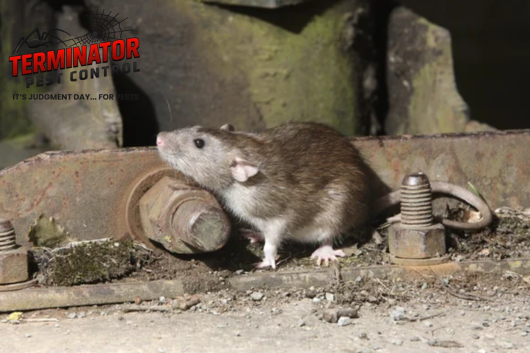 rodent