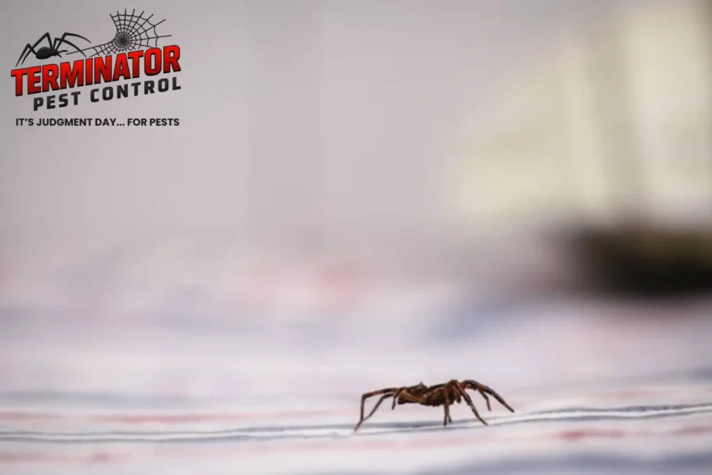 Brown spider