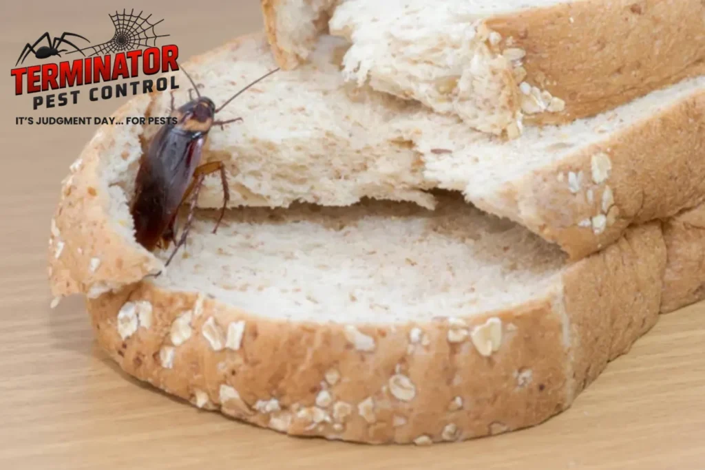 Close up of cockroach on a Whole wheat bread