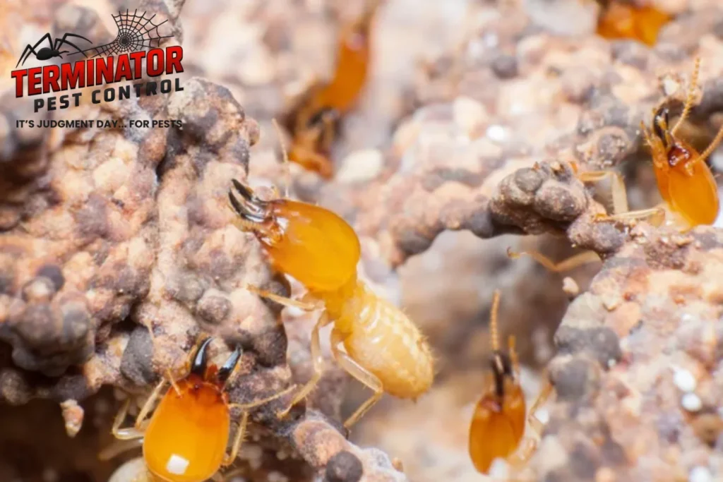 Close up termites or white ants in nest