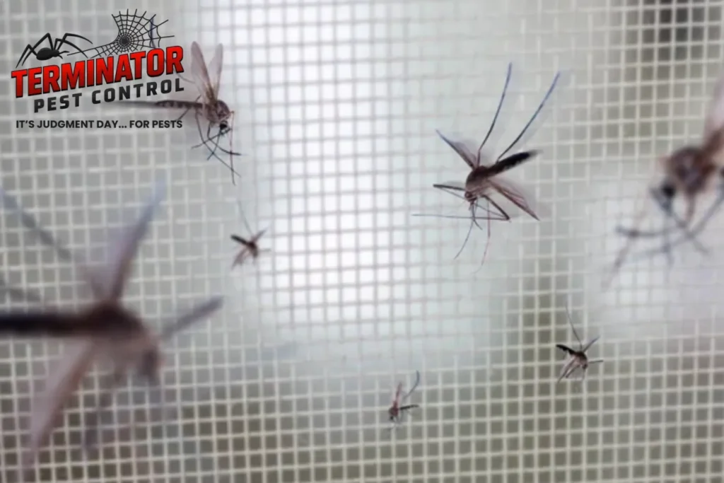 Many mosquitoes on insect net wire screen