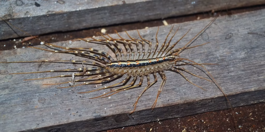 Occasional Invaders Pests