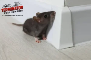 Rat on floor near baseboard indoors