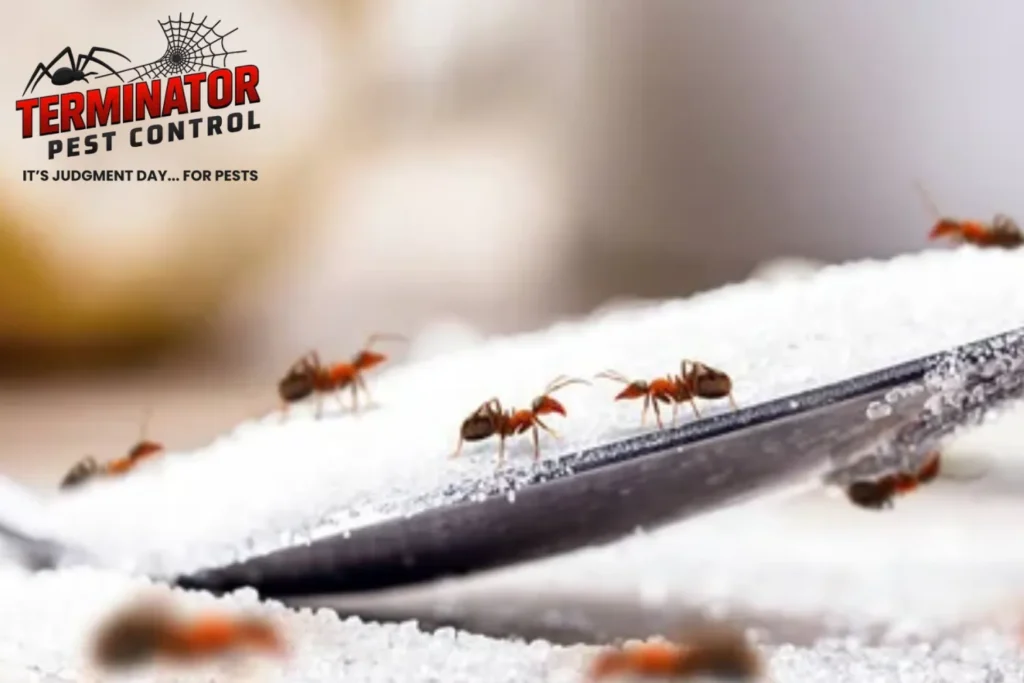 Small red ants on sugar spoon