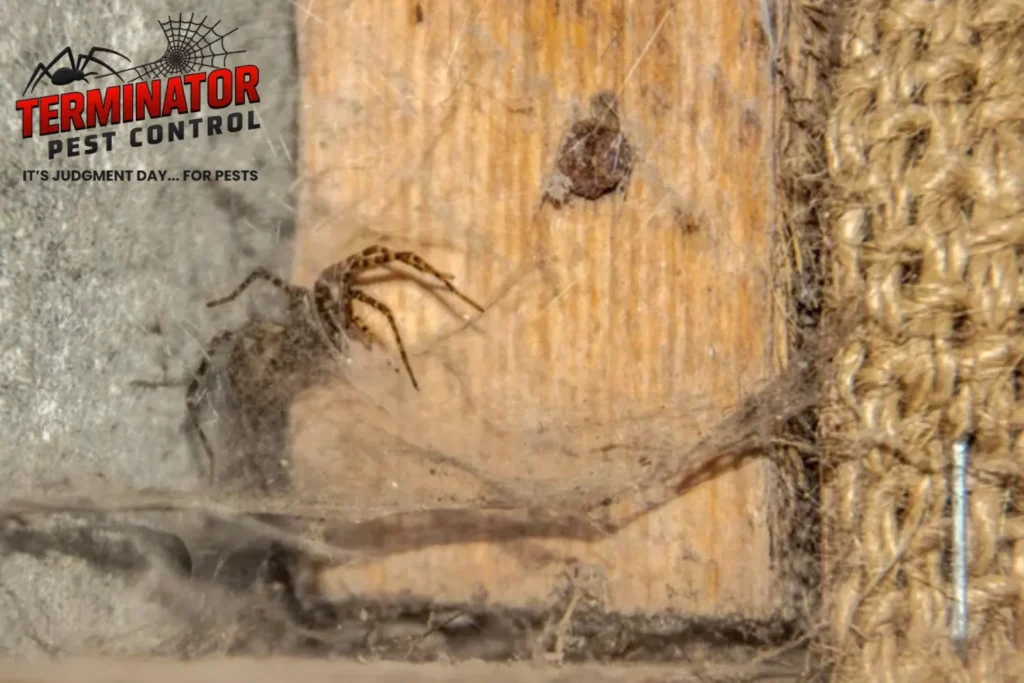 The spider peeks out of its own nest