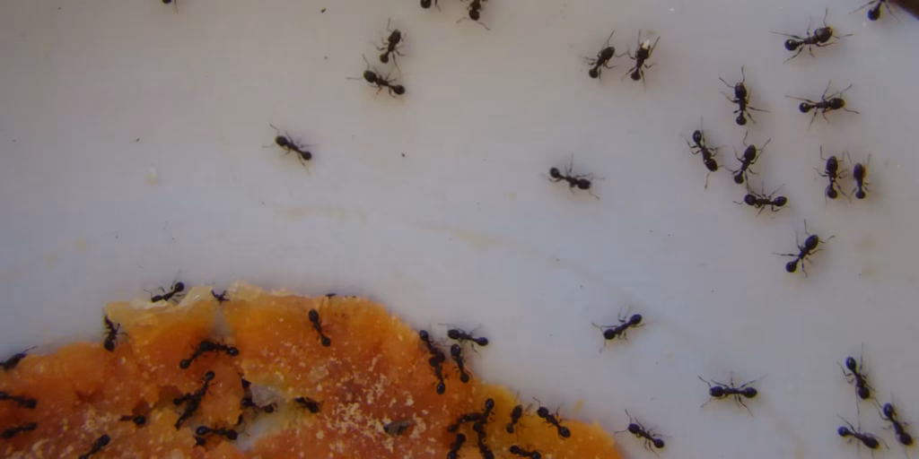 WI Small Ants