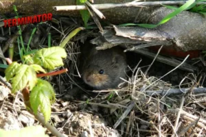 a field mouse
