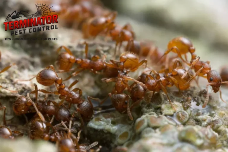 ants feeding on sap on oak wood