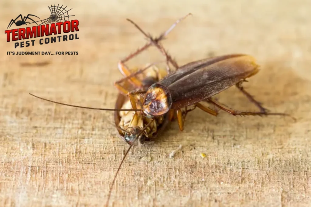 dead cockroaches