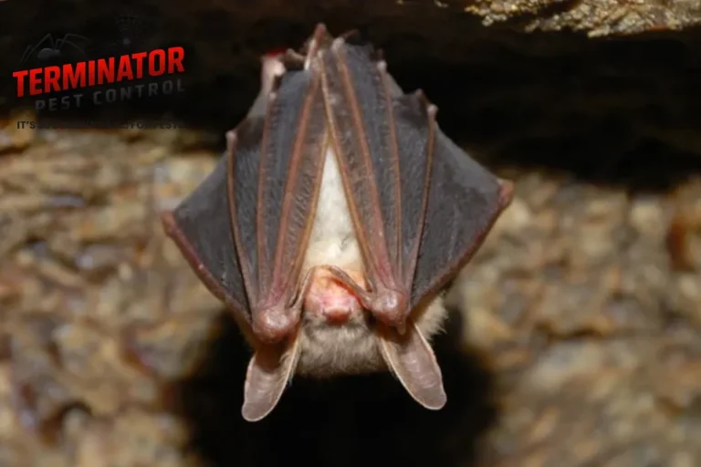 Bat holding on a wall