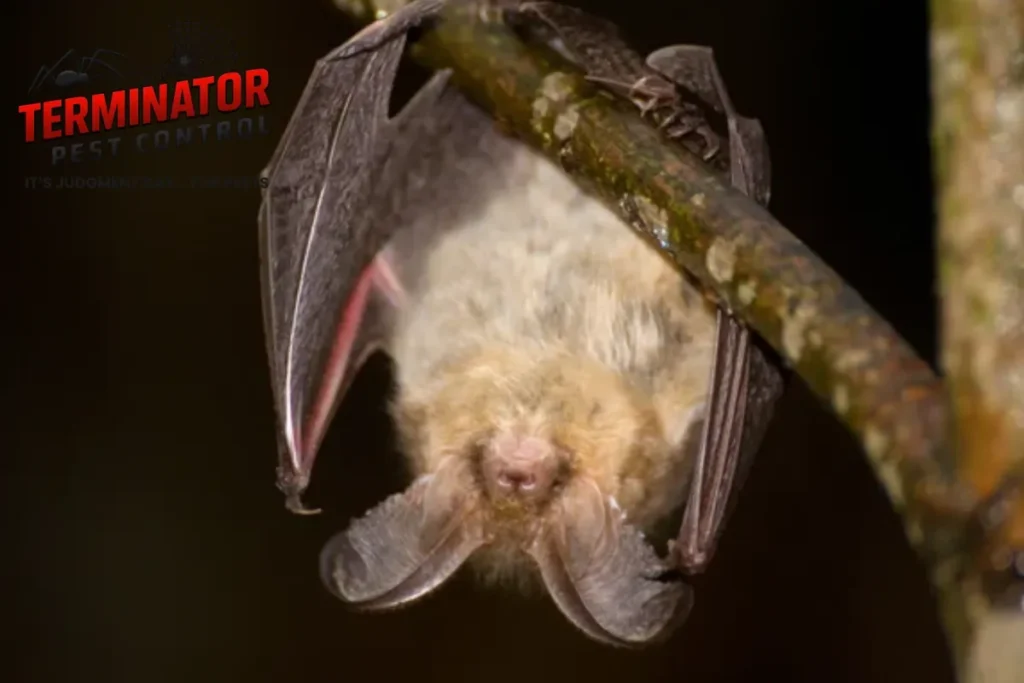 Bat holding on a wall 