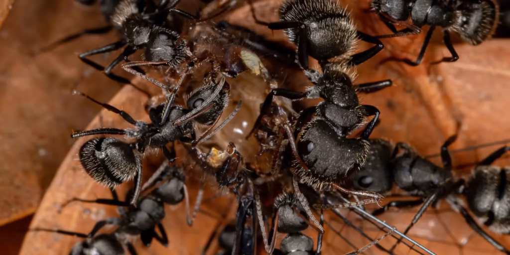 WI Carpenter Ants