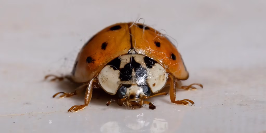 WI asian lady beetles