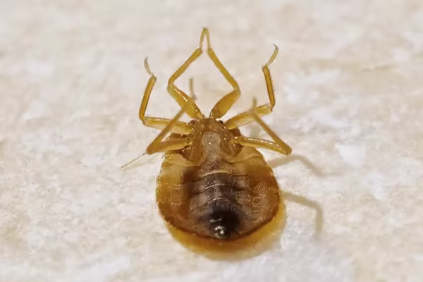 WI bed bugs