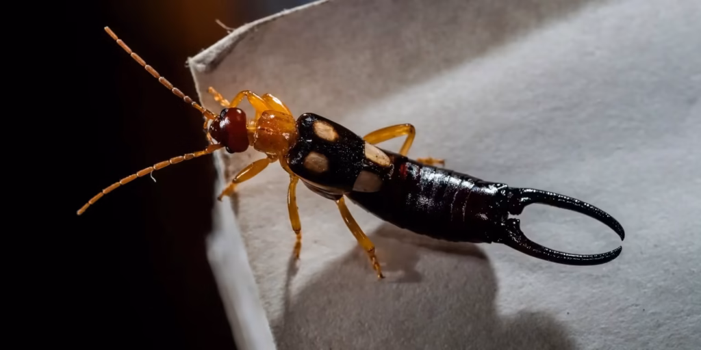 WI earwigs