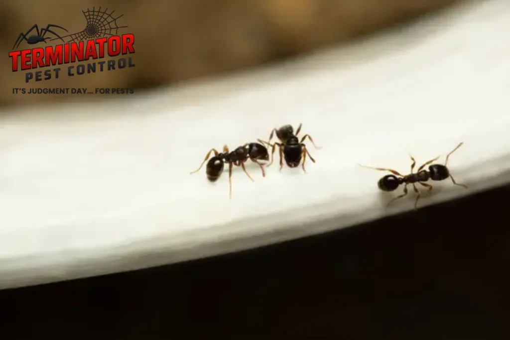 a group of small ants
