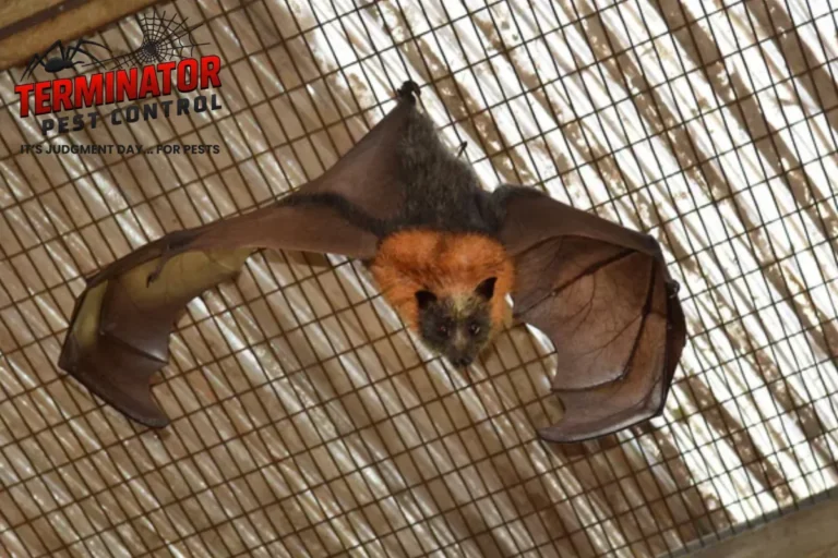 bat