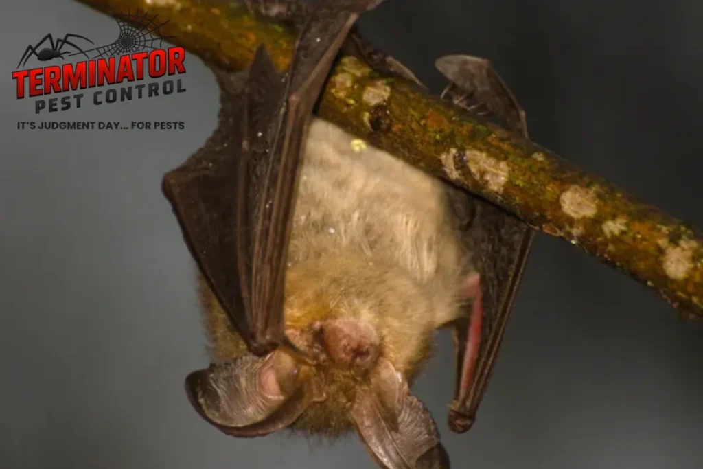 bat