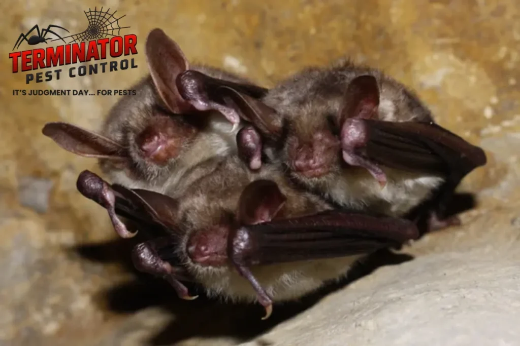 bats