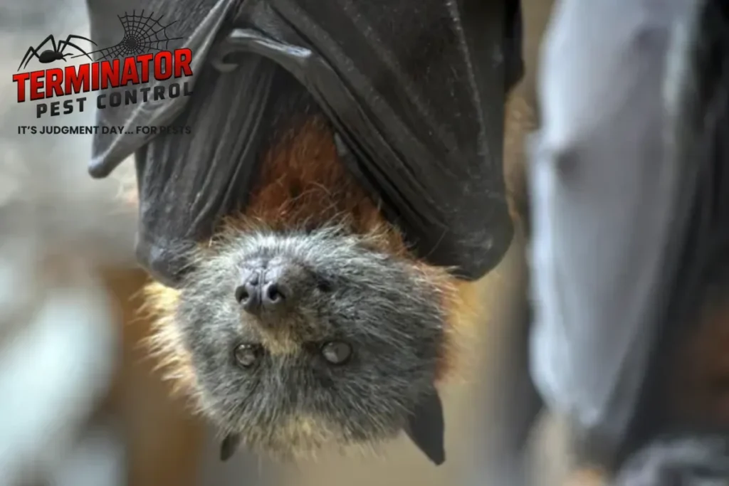 bat close up
