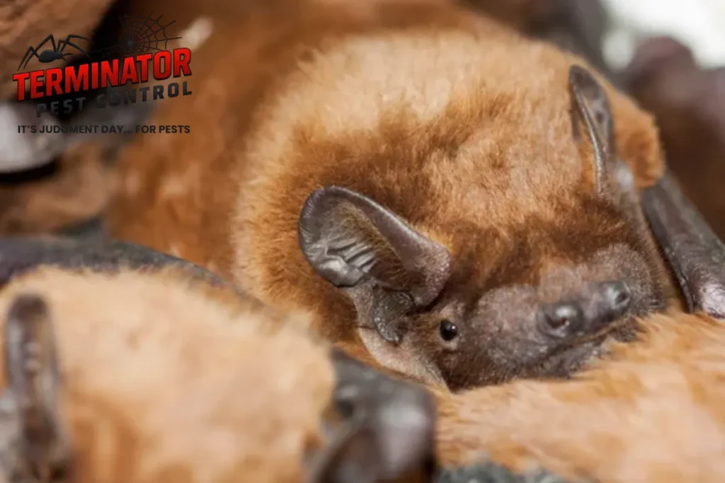 bats