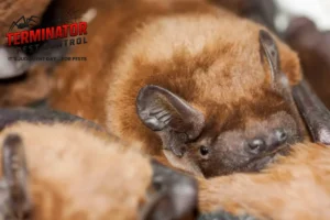 bats