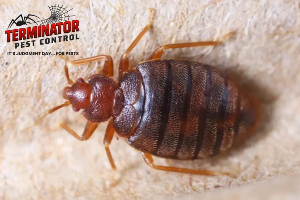 bed bug