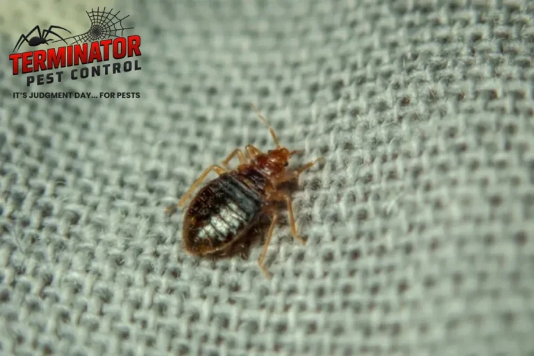 Why Bed Bugs Migrate into Wall Voids During Improper Heat Treatments 2 bed bug crawling on the sheet