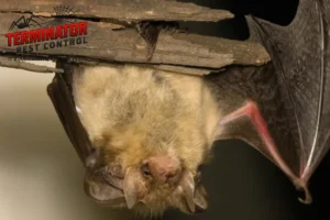 brown bat