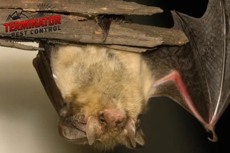 brown bat