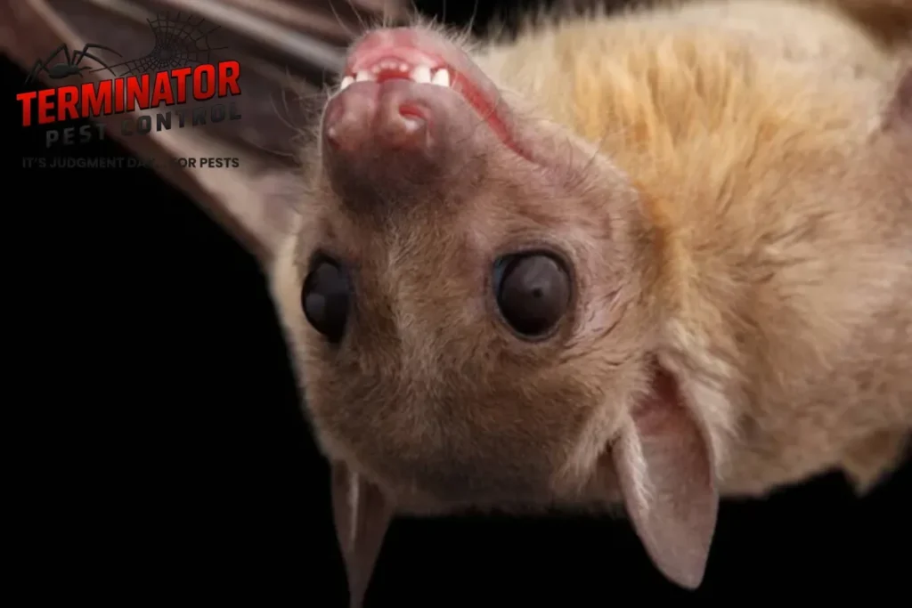 close bat