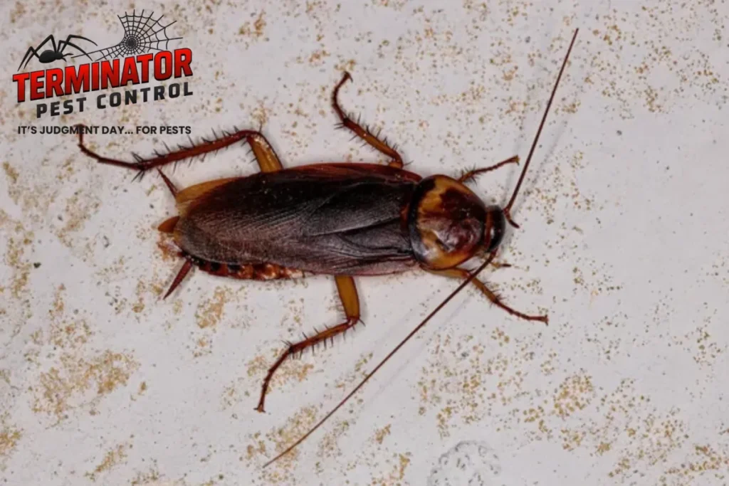 cockroaches