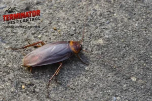 cockroaches on the road