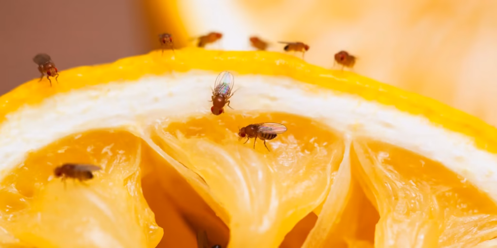 flies WI