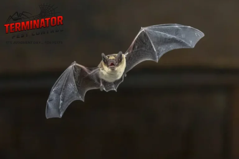 flying bat