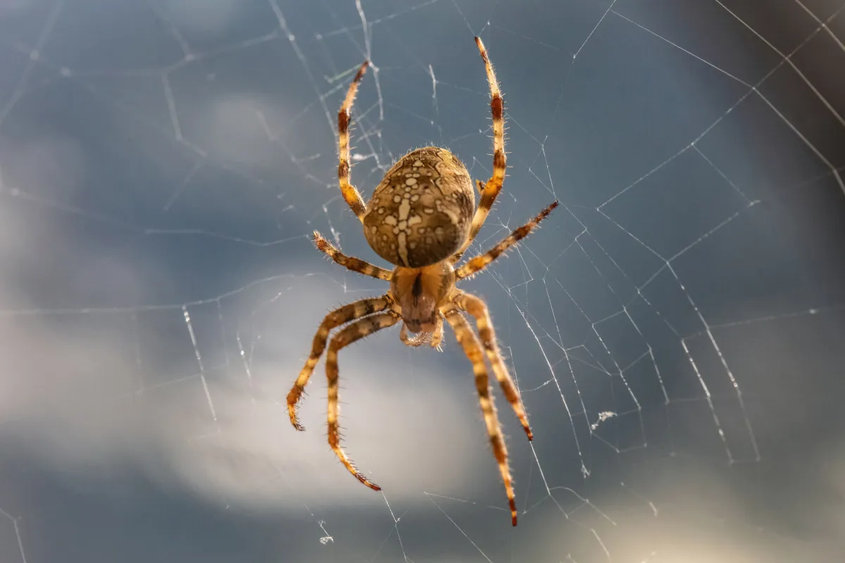 Pest Control Pardeeville WI