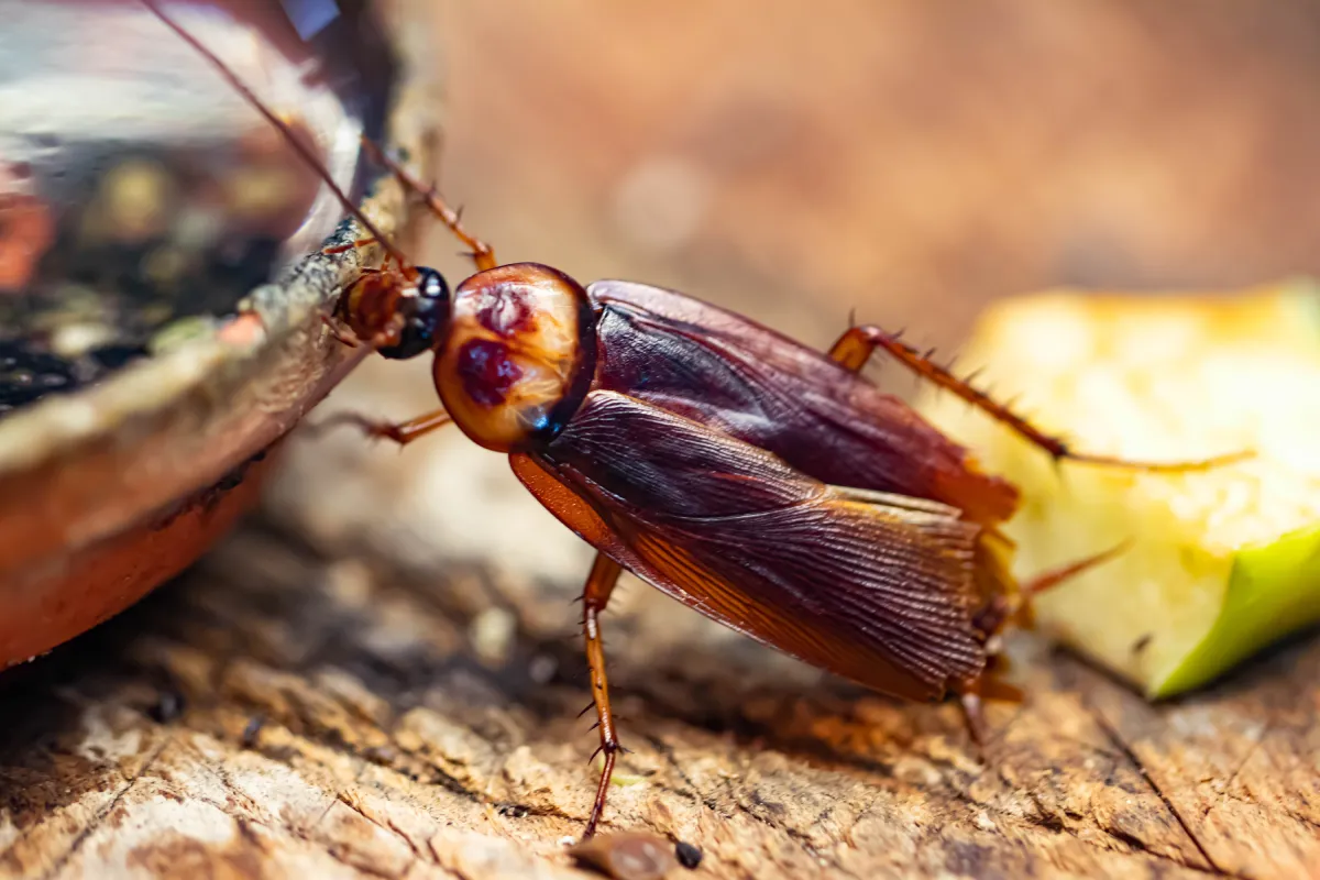 Pest Control Services Pardeeville WI