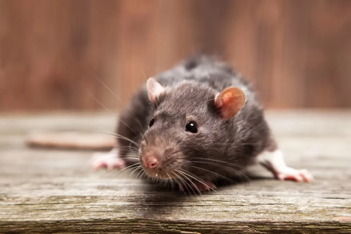 Pest Control in Beaver Dam WI