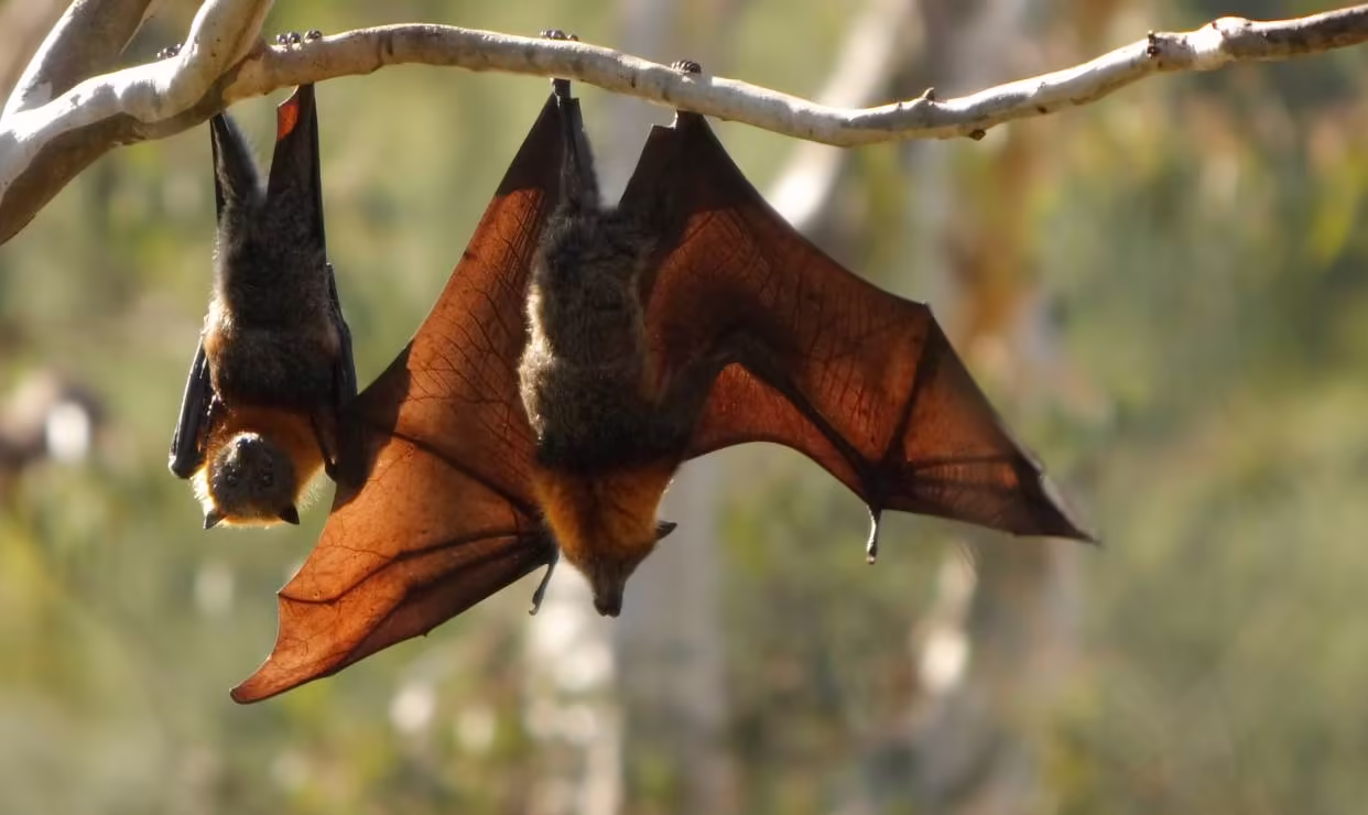 Verona WI Bat Exclusion Service